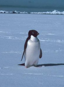 Pinguino di Adelia 'termometro' della salute dell'Antartide